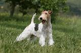 FOX TERRIER 620